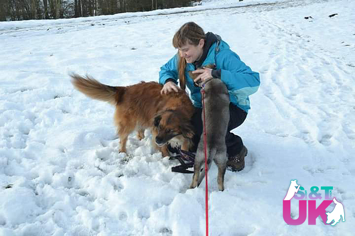 Jemma scritches an older dog and a puppy in the snow. Everyone looks very happy.