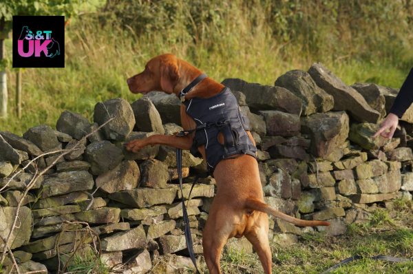 A Viszla searches a drystone wall for a scent