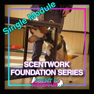 Scentwork  foundations series - single module