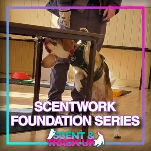 Scentwork foundations series - full series