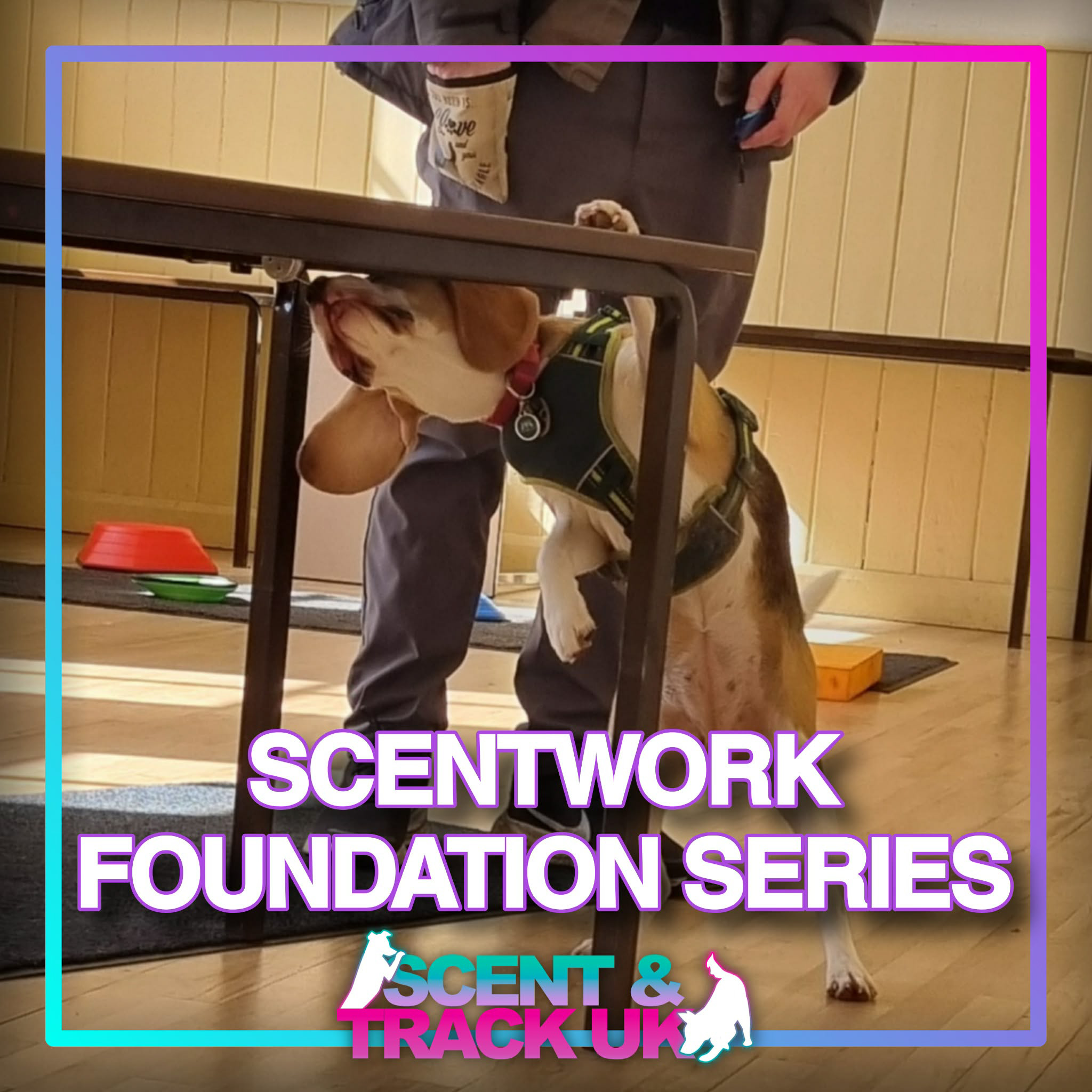 Scentwork foundations series - full series